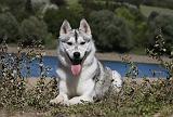 SIBERIAN HUSKY 647